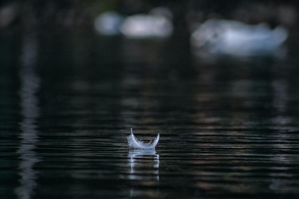 Kuva valkoisesta höyhenestä, joka kelluu tumman veden pinnalla. Kuva Andraz Lazic /Unsplash