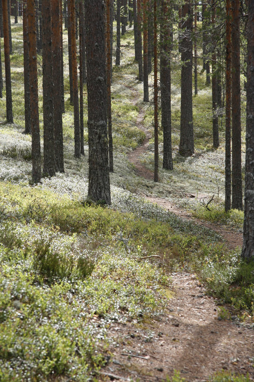 Kuvassa polku metsässä