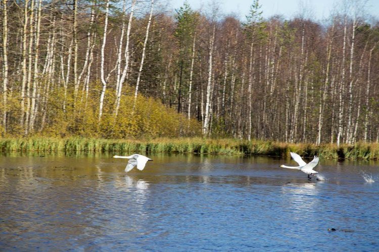 Karjasillan seurakunnan perheleiri Rokualla Karjasillan seurakunnan perheleiri Rokualla
