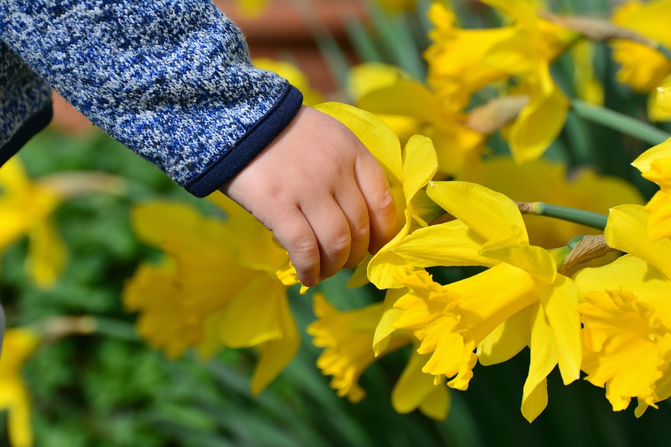 Kuvassa keltaisia narsisseja ja lapsen käsi, joka koskettaa narsissin kukkaa