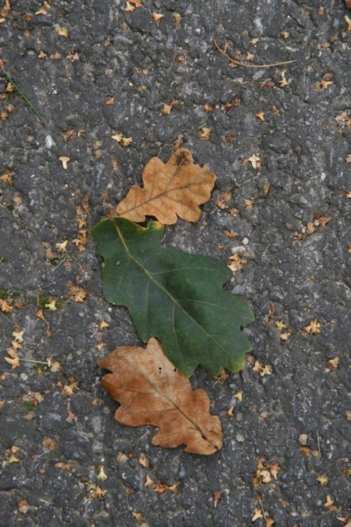 PerhePyhis Lämsänjärven kaupunkileirikeskuksessa PerhePyhis Lämsänjärven kaupunkileirikeskuksessa