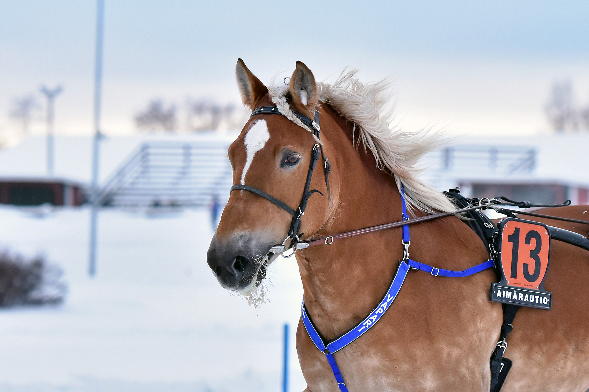 Hevonen talvimaisemassa