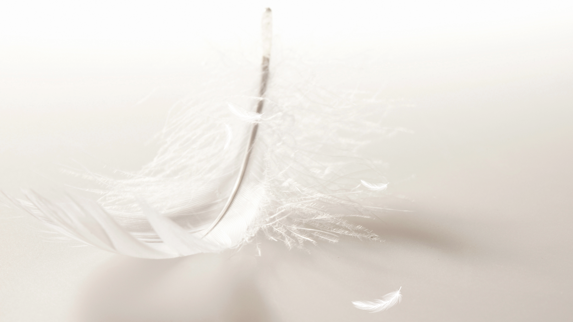 Valkoinen höyhen lähikuvassa, kuva Unsplash
