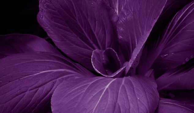 Violetti kukka, lähde Hiljaisuuden ystävien Facebook -sivu