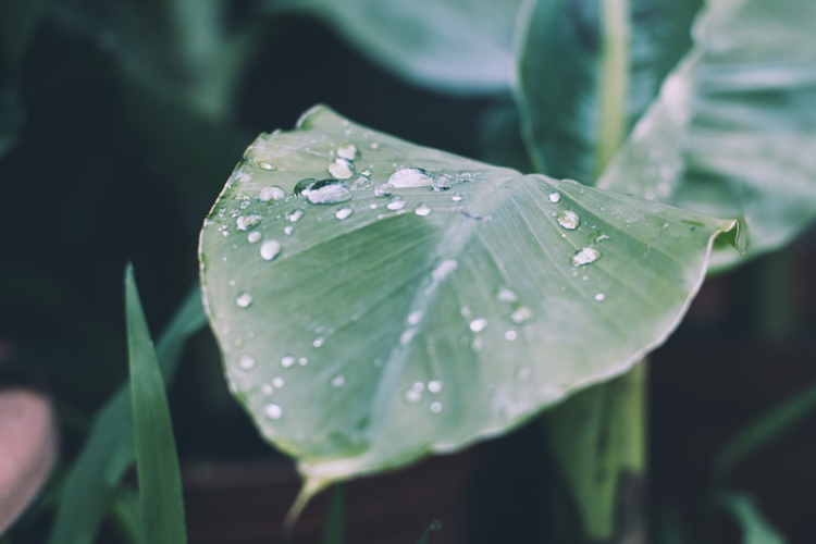 Kuva: Pixabay