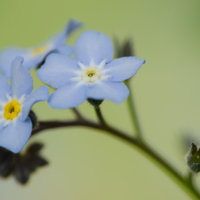 Kuvassa sininen kukka. 