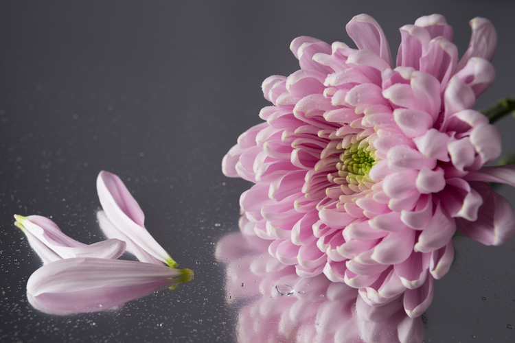 Kuvassa gerbera-kukka, josta on irronnut terälehti.