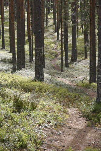 Kuvassa polku metsässä