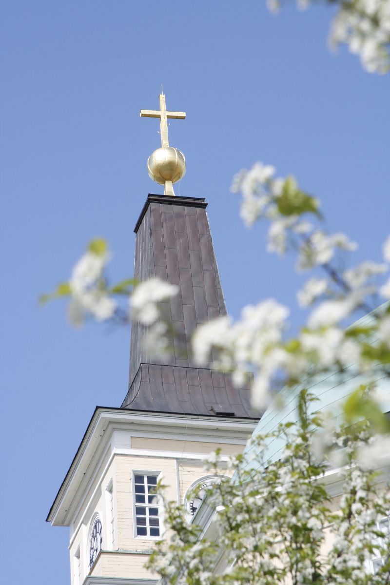 Oulun tuomiokirkon torni ja kukkiva pilvikirsikan oksa.