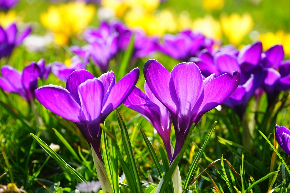 crocus-318293_1920_L.jpg