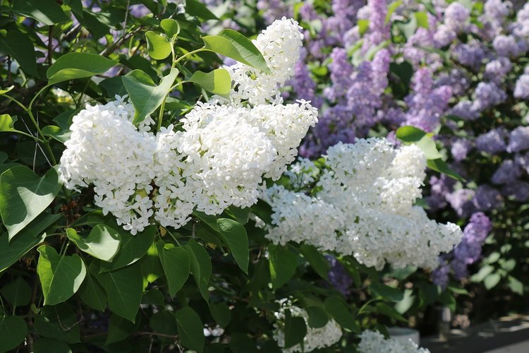 Kuvassa syreenejä. Kuva: pixabay.com