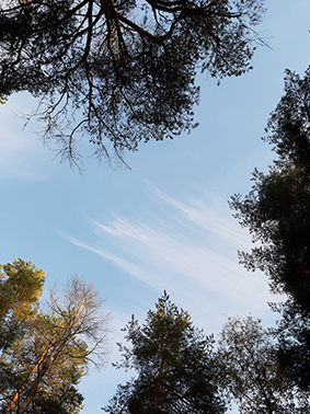Sininen taivas ja puiden latvoja. Kuva: Kirsi Chen