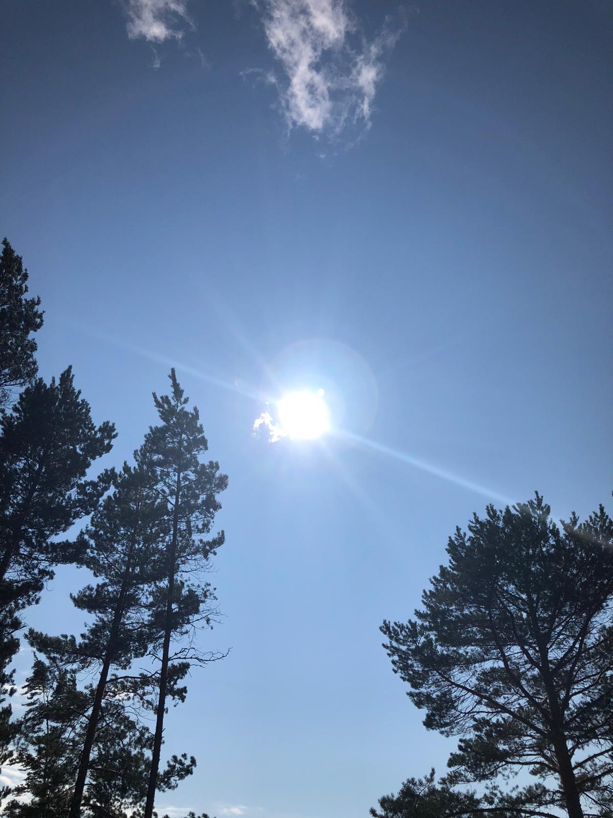 Hiljaisuuden päivä sininen taivas, aurinko, mäntyjen latvat