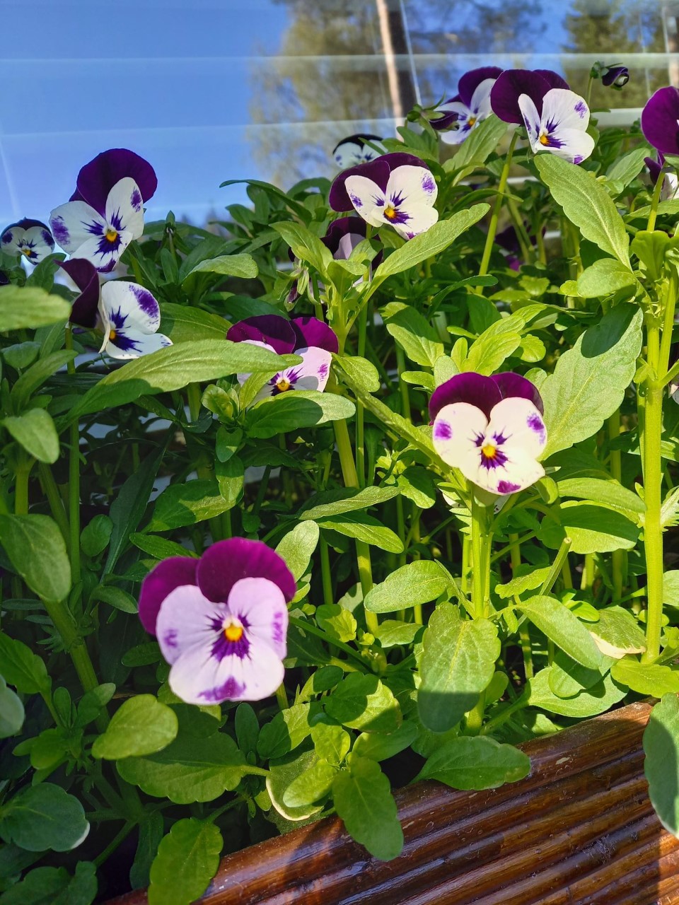 Kesäkahvila Varpunen Orvokki
