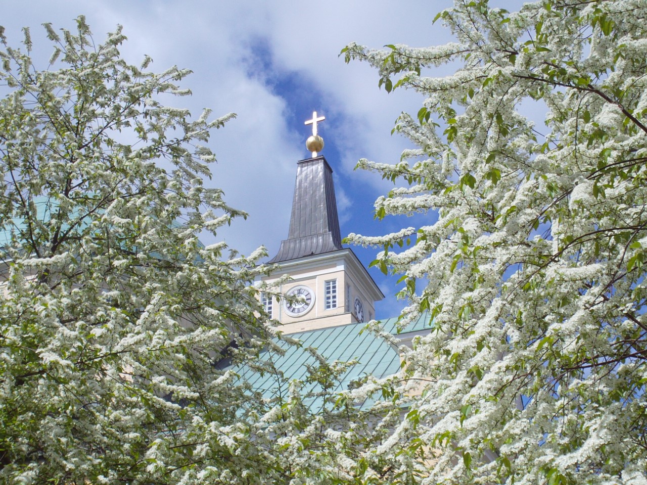 Oulun tuomiokirkko. Pilvikirsikat kukkivat. Kuvassa kirkko näkyy kukkivien puiden takana.