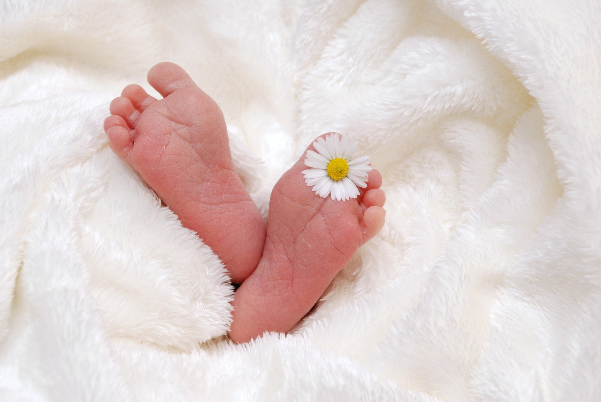 kuvassa vauvan jalkapohjat vierekkäin, päivänkakkara varpaiden välissä