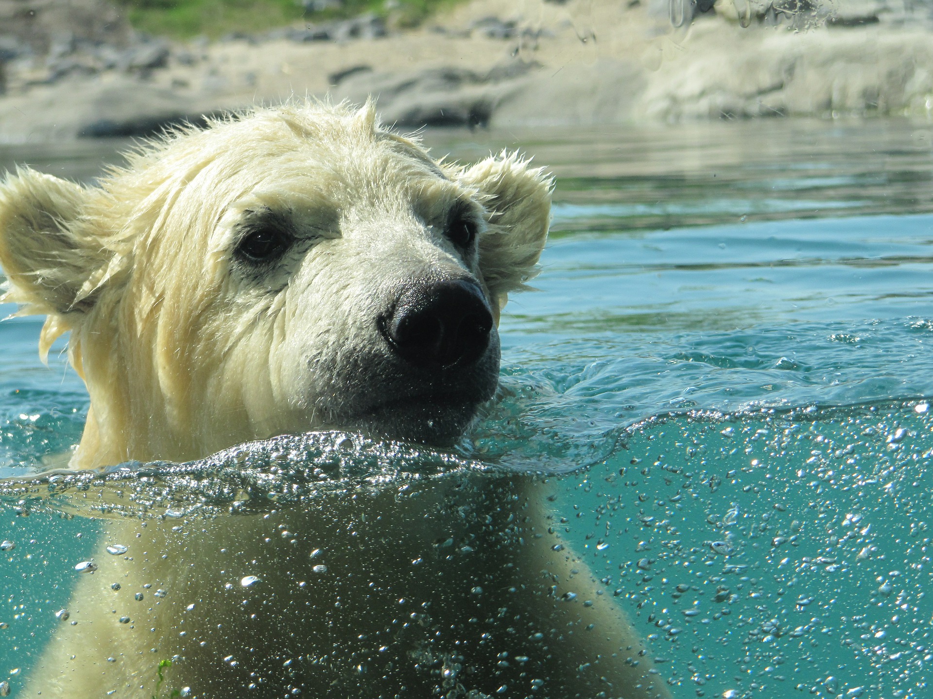 kuvassa jääkarhu vedessä