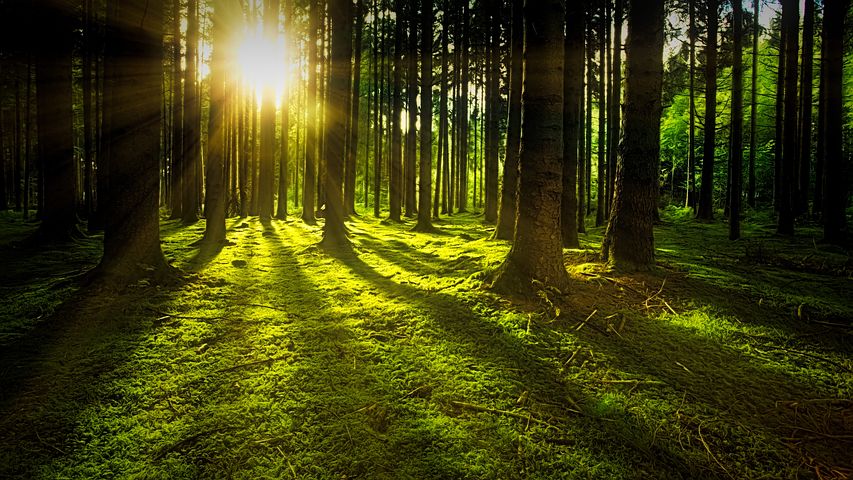 RastiPyhis perheille Lämsänjärvellä aurinkonlasku metsässä