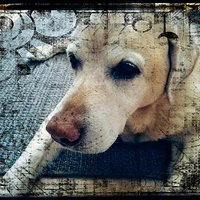 Toivoa tassuille!-lemmikkiruokakeräys Toivoa tassuille!-lemmikkiruokakeräys