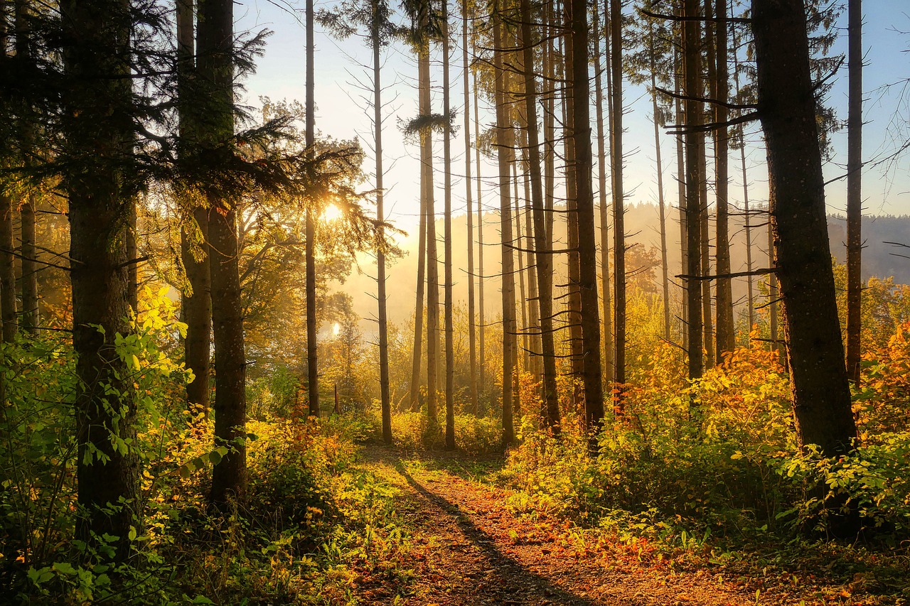 Haukiputaan seurakunnan eläkeläisten leiri Syksyinen metsä