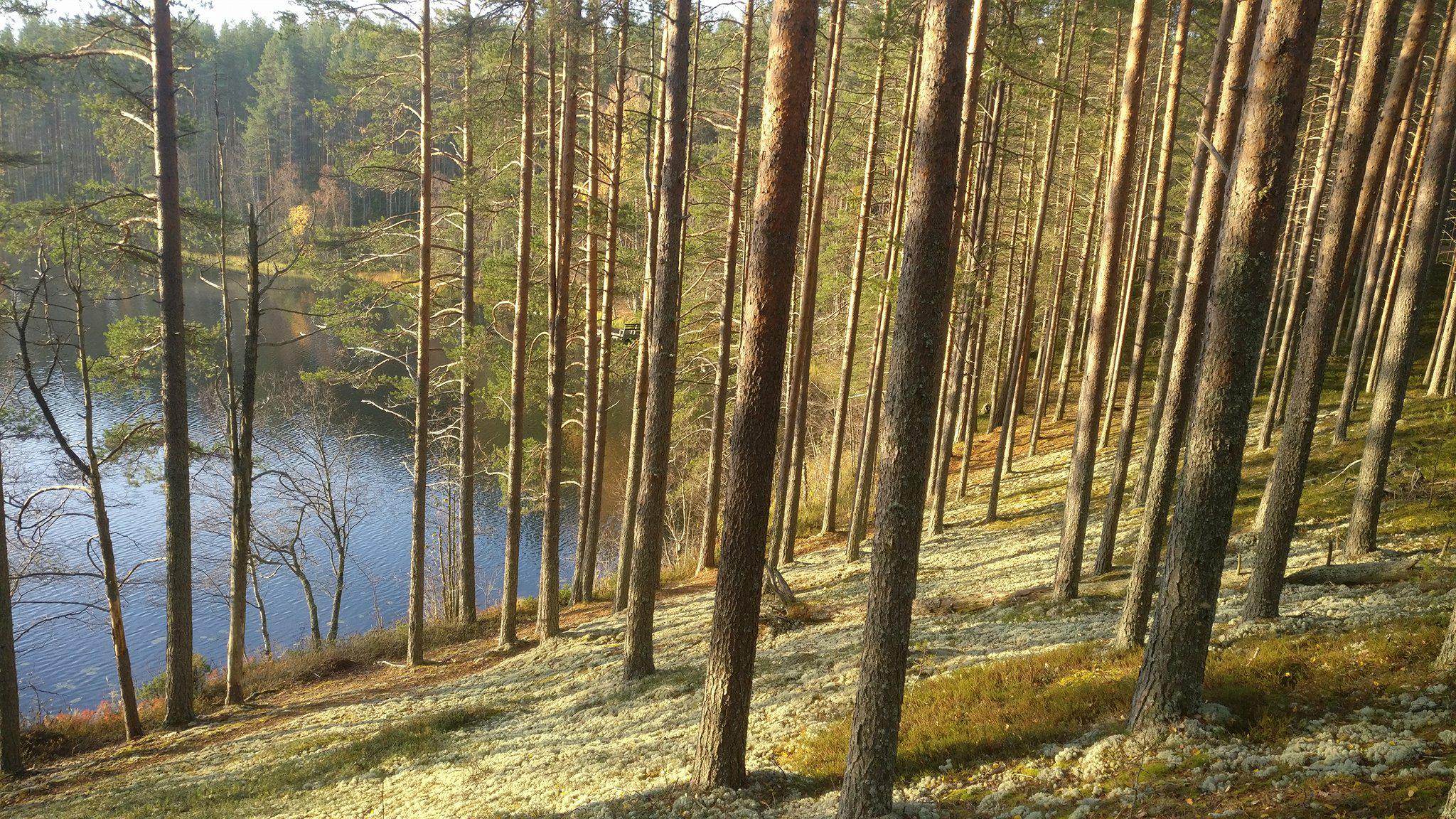 Rokuanvaara region, forest and a lake.